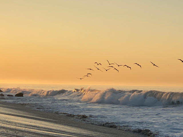 Seagulls at the ocean