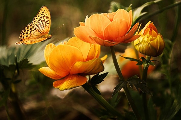 Butterfly with orange flowers
