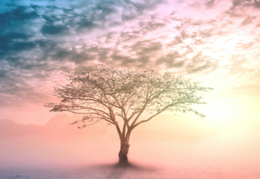 Tree of Life with Pink Sky
