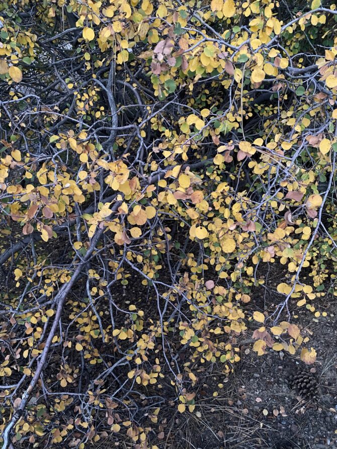 fall photo from Celeste